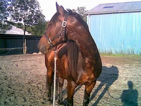 Anden særlig race DIBA - Første aften på FYR :) Diba kigger efter en af de andre heste :) billede 9