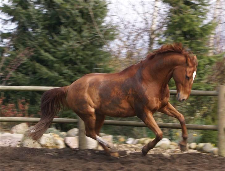 Dansk Varmblod JACQUES WILLENEUVE..død.. - vild basse igen billede 9
