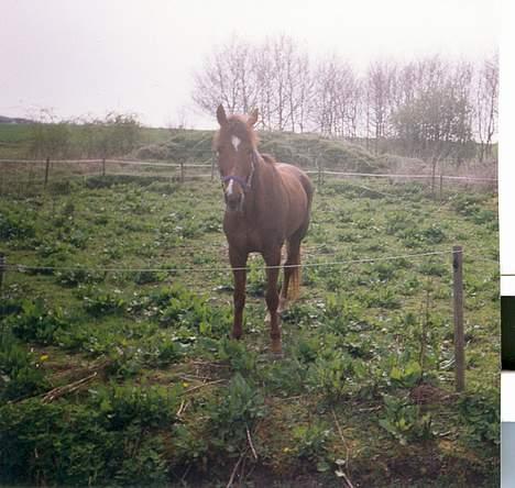 Traver Uriel(R.I.P) - Andet sommer stykke før ombygning af hegn da han jo brød ud hingst slåskamp hingst/hingst billede 7
