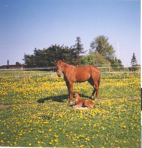 Traver Kristi Spirit - Her ligger hun sammen med moderen på stor fold ud mod vejen billede 2