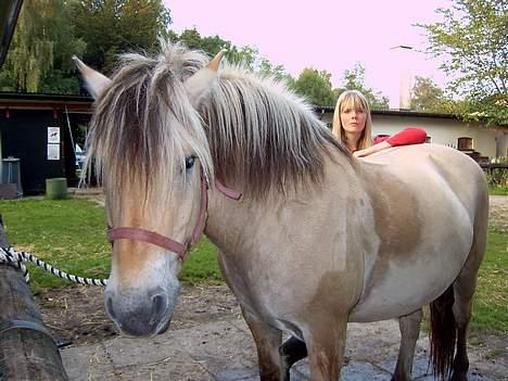 Fjordhest Claus (Part) - Lidt våd billede 8