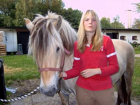 Fjordhest Claus (Part) - Se lige han har verdens sødeste hoved <3 (Glem mig) billede 9