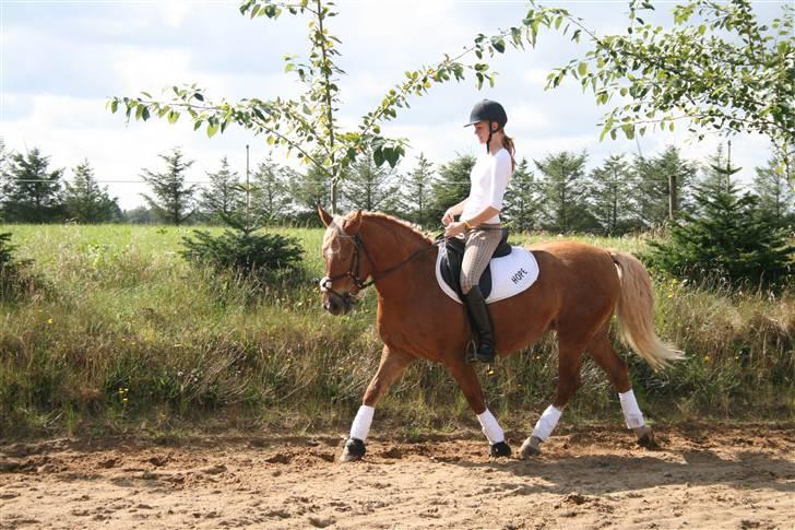 Haflinger Hope <33 - dressur :D foto: marie  billede 2