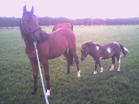 Anden særlig race Lille Elvis karock billede 8