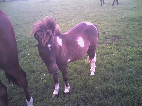 Anden særlig race Lille Elvis karock billede 9