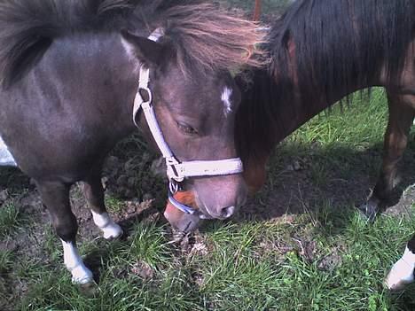 Anden særlig race Lille Elvis karock - De hygger:) billede 10