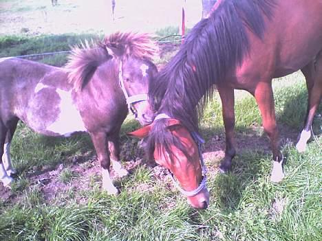 Anden særlig race Lille Elvis karock - Klø mig Elvis billede 11