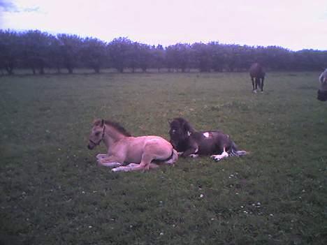 Anden særlig race Lille Elvis karock - Elvis sover med sin lille veninde billede 12