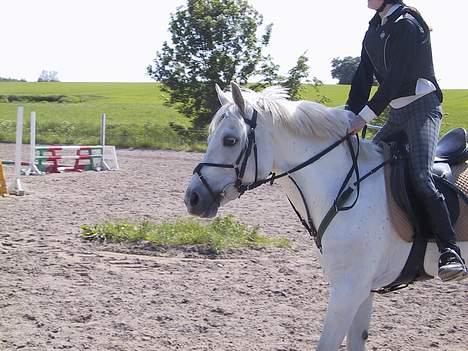 Connemara Svanekærgårs Aurora - juhuu.. glade pony springer billede 19