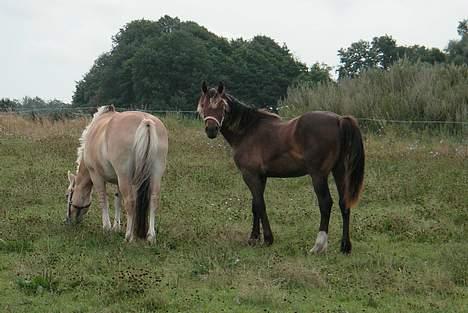 Welsh Cob (sec D) De Busies Bound for Glory - Glory og Lotte er heldigvis blevet rigtigt gode venner, det er godt nok Lotte der bestemmer men Glory har fået en lang snor af Lotte, hun får lov til meget af den gamle dame:) billede 5