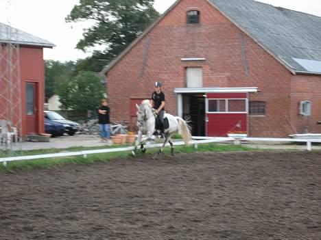 Hollandsk Sportspony Shirley Valentine McLaine - - Så er vi ude og galopere , uhh , hun har en dejlig galop !. billede 4