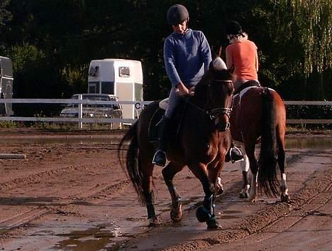 New Forest Odbjergs Aladdin(lånepony - opvarming til dressur undervisning billede 9