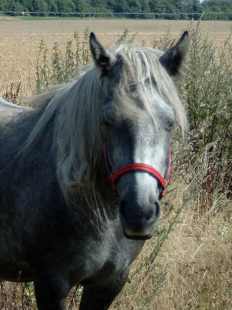 Fell pony Murthwaite Snowdrop billede 2