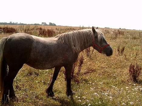 Fell pony Murthwaite Snowdrop billede 3