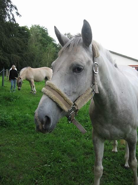 Hollandsk Sportspony Shirley Valentine McLaine - Love <´3 billede 14