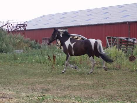 Pinto Gottenborg's Sheik - Sheik flygter billede 17