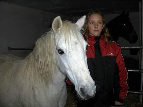 Welsh Cob (sec D) Revalla SOLGT! - hygger mig billede 1