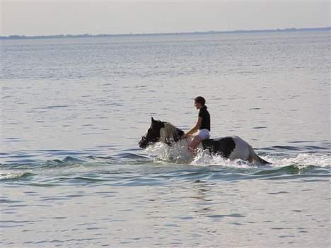 Tinker Mister Charlie SOLGT - Svømmetur ved stranden sommer 2006 billede 2