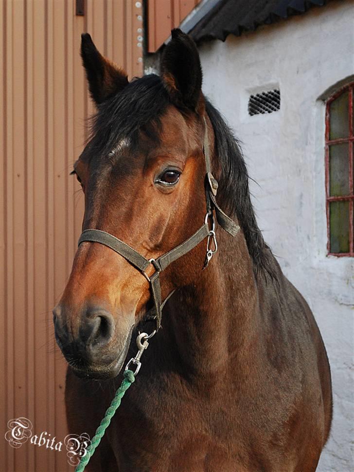 Dansk Varmblod Ratina RDH hoppe "RIP" - Hej velkommen til min profil håber self at du vil give høj..   billede 1