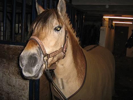 Anden særlig race Whisky - her er jeg lige kommet ind fra marken driv våd... godt der er en som vil nusse om mig!! vrinsk billede 15