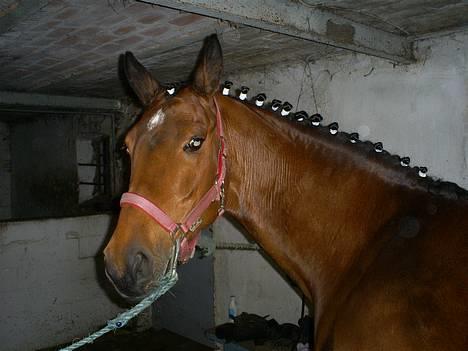 Dansk Varmblod Ratina RDH hoppe "RIP" - aften inden stævnet hvor jeg lige har gjort hende klar  billede 4