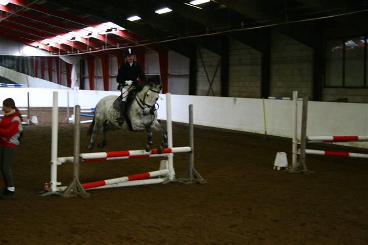 Tysk Sportspony Sandor<33 R.I.P. Savnet<3 billede 8