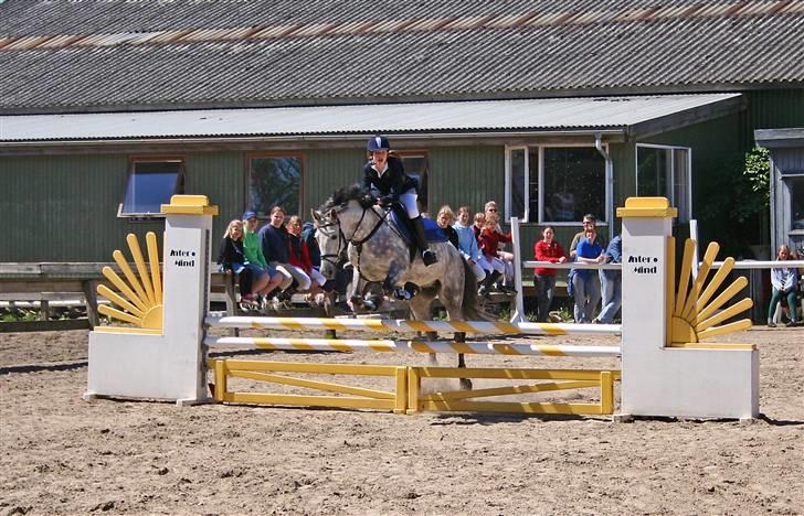 Tysk Sportspony Sandor<33 R.I.P. Savnet<3 billede 9