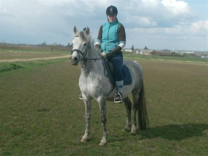 Arabisk fuldblod (OX) kentzu  Aflivet d. 30 maj - nyt den 16 april 2008 billede 1
