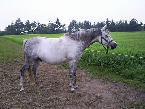 Arabisk fuldblod (OX) kentzu  Aflivet d. 30 maj billede 5
