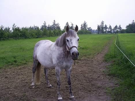 Arabisk fuldblod (OX) kentzu  Aflivet d. 30 maj billede 7