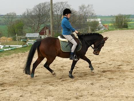 New Forest Egholms Mayo - sofie rider ham igen billede 17