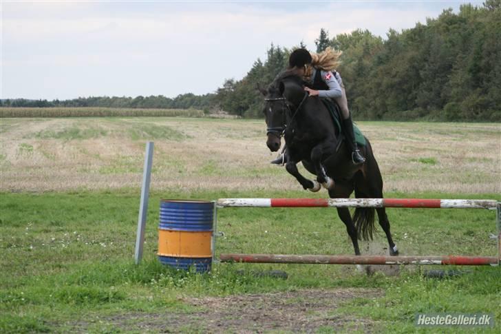 Trakehner Wingman Solgt billede 20