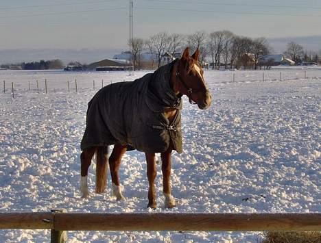 Hannoveraner Curly  billede 8