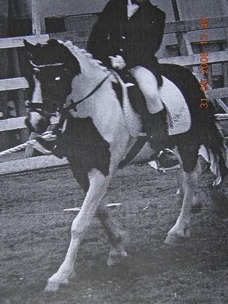 Pinto Dalvin(SOLGT) billede 18