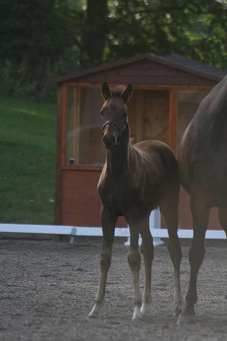 Trakehner Indian Sunset *SOLGT* billede 5