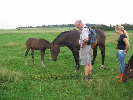 Trakehner Indian Sunset *SOLGT* billede 6