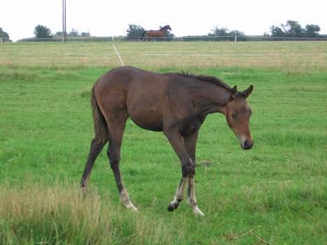 Trakehner Indian Sunset *SOLGT* billede 7