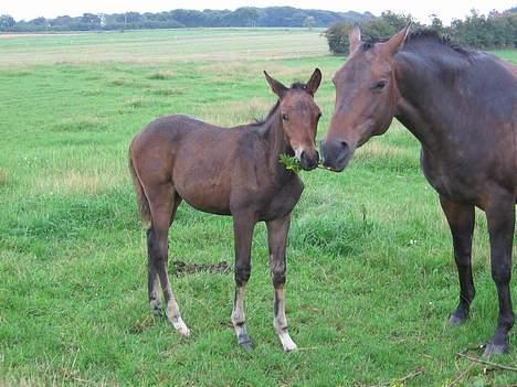 Trakehner Indian Sunset *SOLGT* billede 8