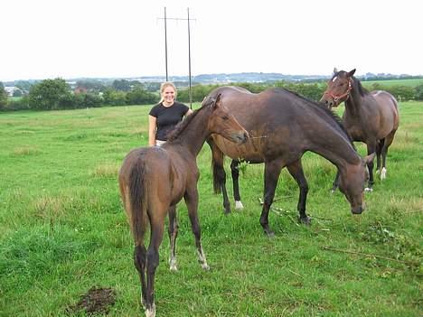 Trakehner Indian Sunset *SOLGT* billede 9