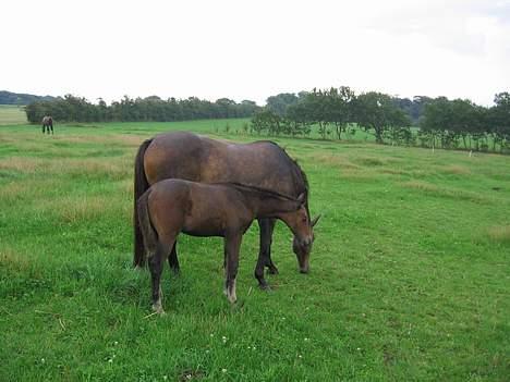 Trakehner Indian Sunset *SOLGT* billede 10