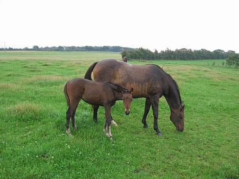 Trakehner Indian Sunset *SOLGT* billede 11