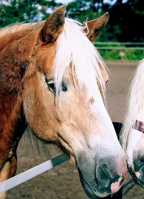 Tyroler Haflinger Tamina - Foto: Lima - det røde på mulen er rødt kridt billede 1