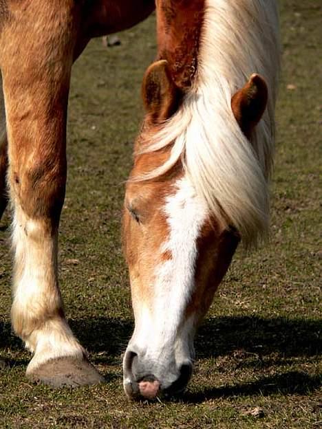 Tyroler Haflinger Tamina - Foto: Lima billede 2