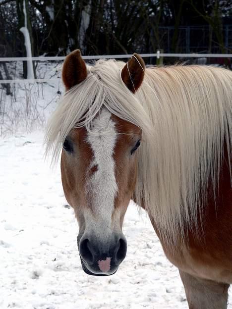 Tyroler Haflinger Tamina billede 3