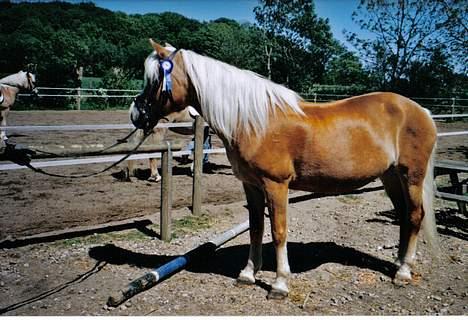 Tyroler Haflinger Tamina - Tamina efter stævne med line billede 4