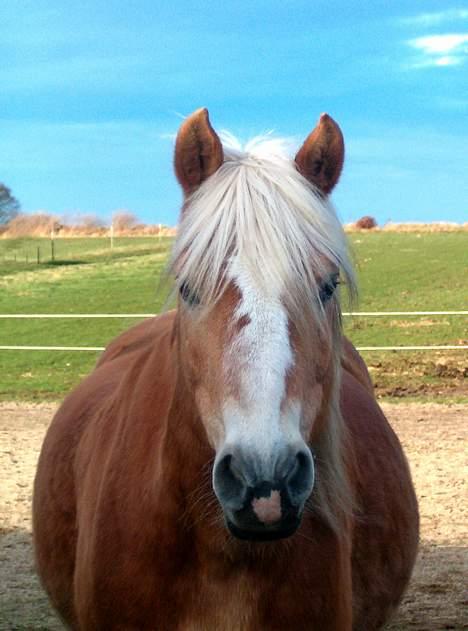 Tyroler Haflinger Tamina - Tamina på sommergræs billede 6