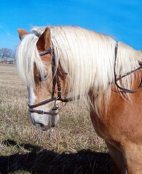 Tyroler Haflinger Tamina - Tamina redet af Line billede 8