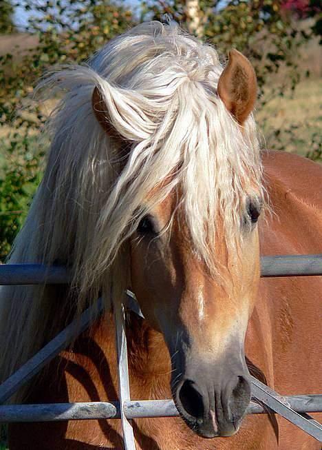 Tyroler Haflinger Liz Winterling AVLSHINGST - Foto: Lima billede 4