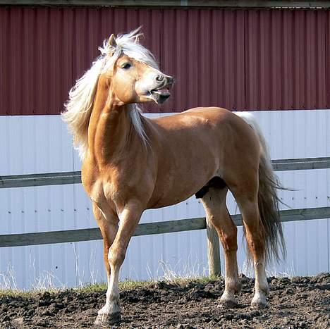 Tyroler Haflinger Liz Winterling AVLSHINGST - Foto: Lima billede 6