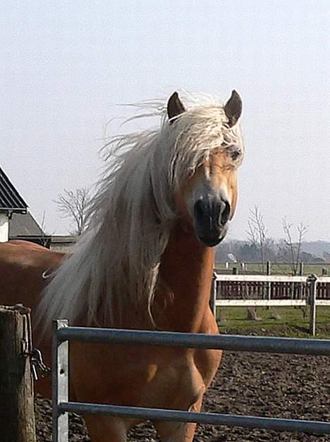 Tyroler Haflinger Liz Winterling AVLSHINGST - Foto: Lima billede 8